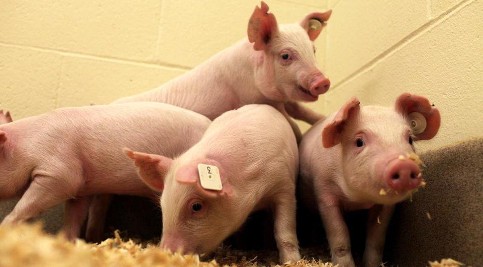 Genetic modification of animals Genetic modification of animals